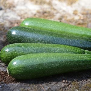 COURGETTE VERTE NON COUREUSE DES MARAICHERS AB