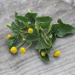 CRESSON DE PARA JAUNE BREDY MAFANA AB