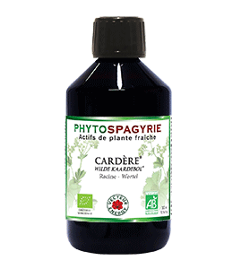 Cardère – Vecteur Energy