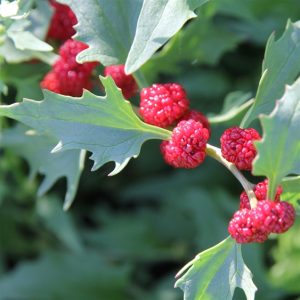 EPINARD FRAISE AB