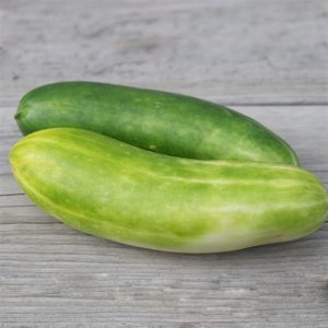 CONCOMBRE VERT LONG MARAICHER AB
