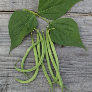 HARICOT NAIN CUPIDON FILET SANS FIL MANGETOUT AB