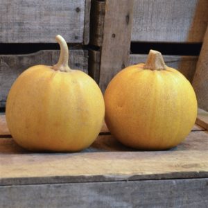 COURGE MELONNETTE JASPEE DE VENDEE AB