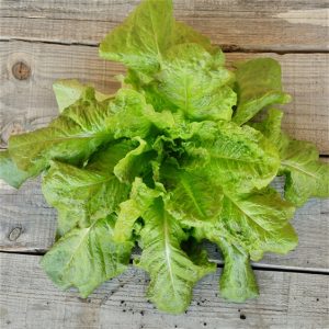 LAITUE ROMAINE D´HIVER DE SAINTE MARTHE AB