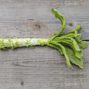LAITUE TIGE CELTUCE (ASPERGE) AB