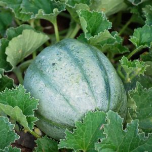 MELON ANCIEN VIEILLE FRANCE AB