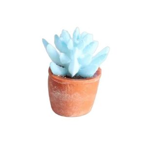 Plante verte en pot