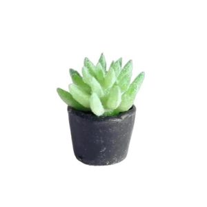 Plante verte en pot