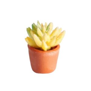 Plante verte en pot