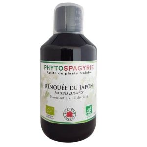 Renouée du Japon – Liquide