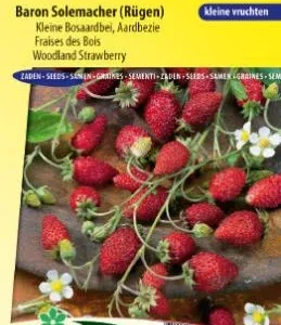 Fraisier des bois Baron Solemacher (Rügen)