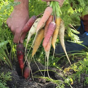 CAROTTES EN MELANGE AB