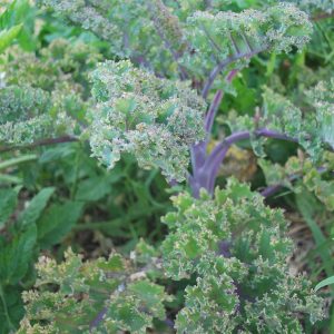 CHOU KALE ROTER GRUNKOHL AB