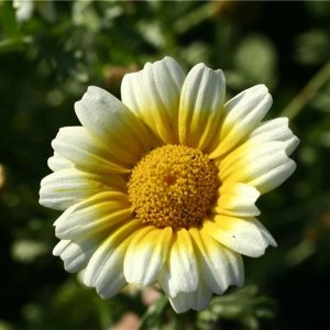 CHRYSANTHEME COMESTIBLE AB