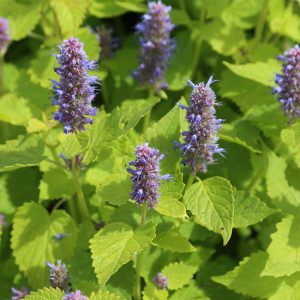 AGASTACHE RUGOSA FERME DE SAINTE MARTHE